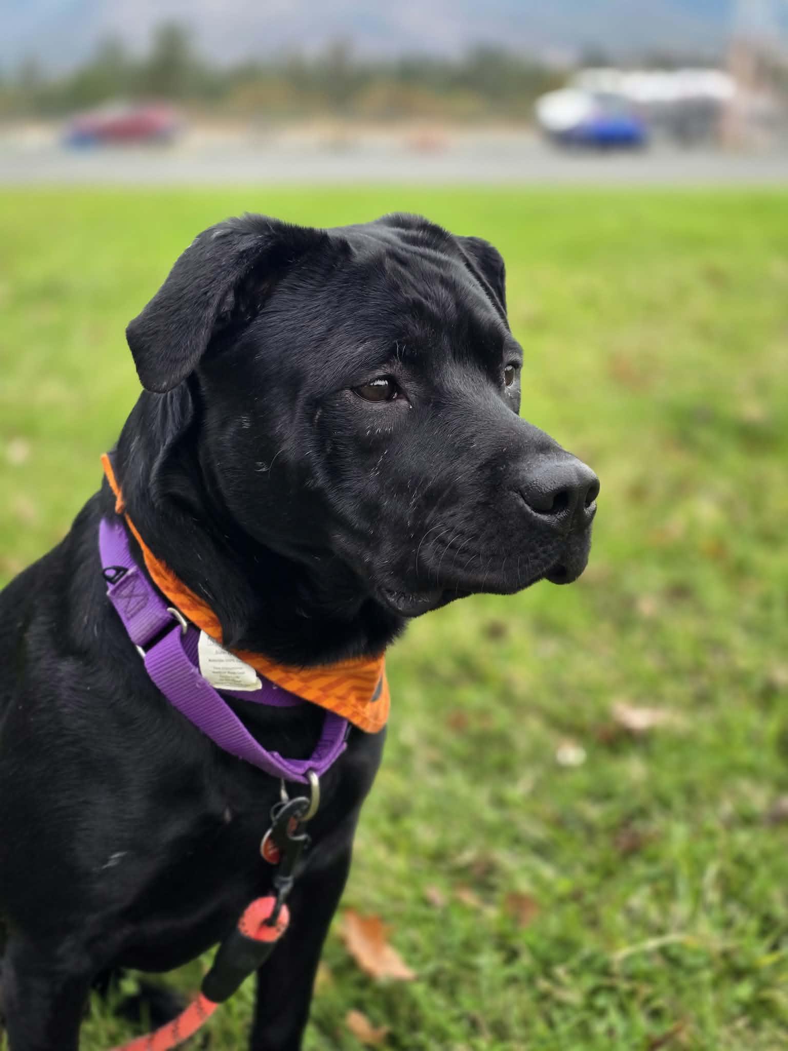 Enlarge Plankton, a Adoptable mixed breed in Grants Pass, OR image 4/5