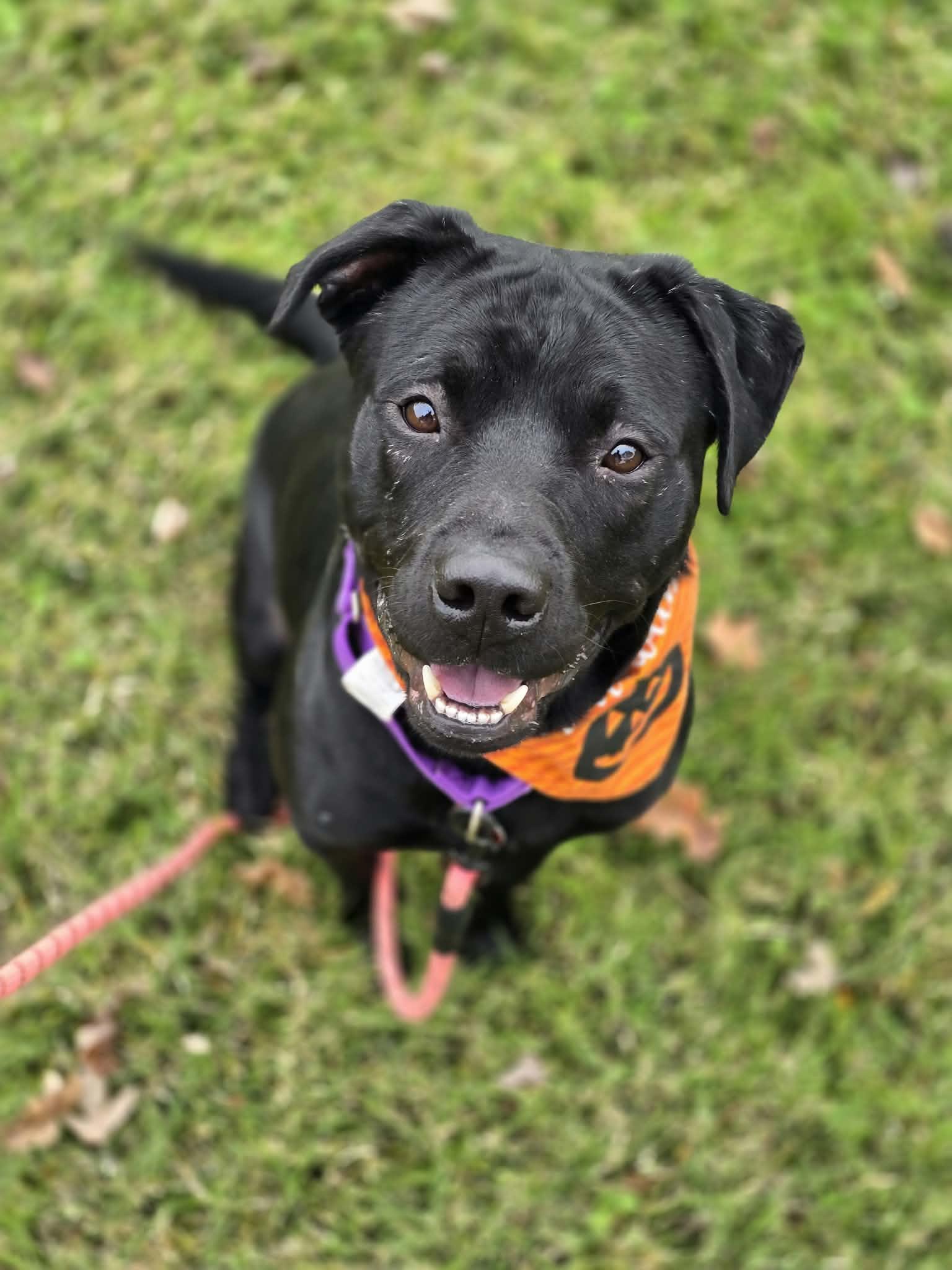 Enlarge Plankton, a Adoptable mixed breed in Grants Pass, OR image 2/5