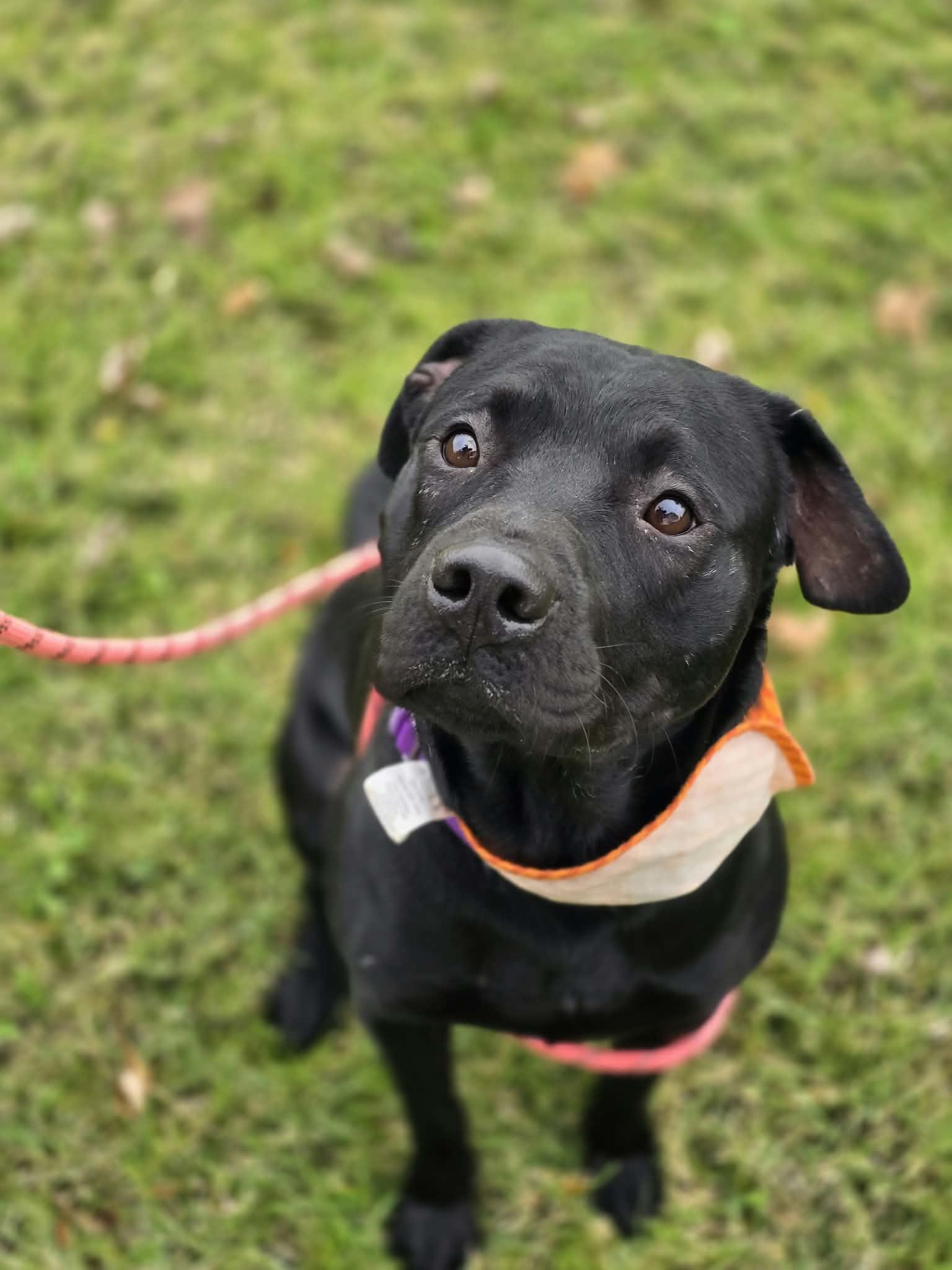 Enlarge Plankton, a Adoptable mixed breed in Grants Pass, OR image 3/5