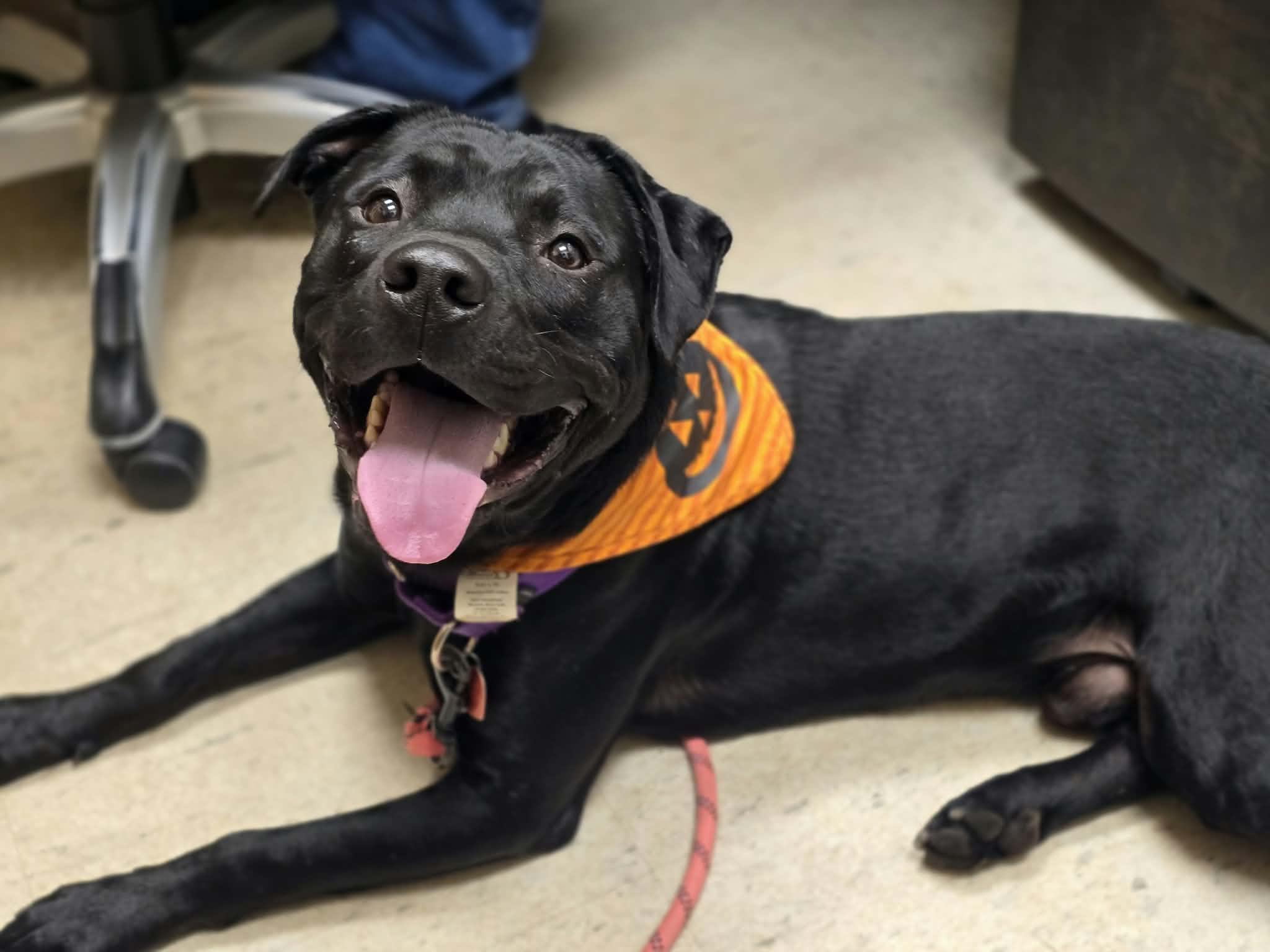 Enlarge Plankton, a Adoptable mixed breed in Grants Pass, OR image 5/5