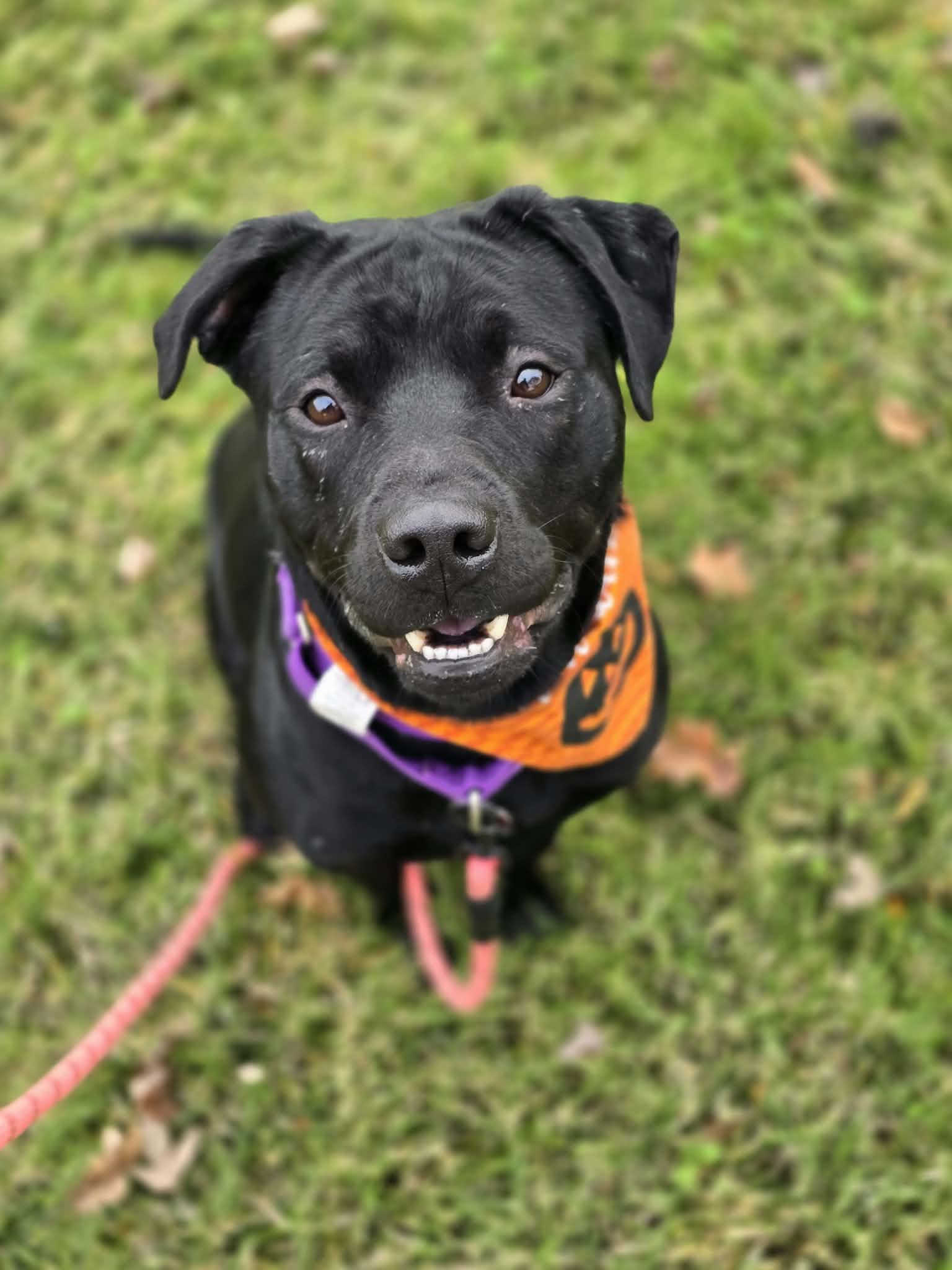 Plankton, Adoptable, Adult Male Pit Bull Terrier & Labrador Retriever.