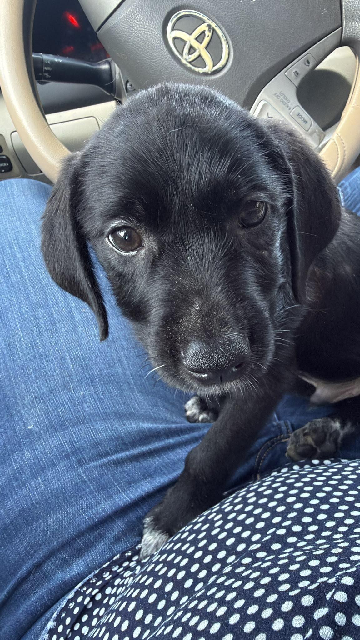 Noah, Adoptable, Puppy Male Papillon & Black Labrador Retriever.