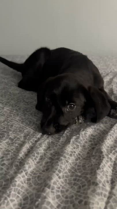 Enlarge Noah, a Adoptable mixed breed in Astoria , NY video 4/4