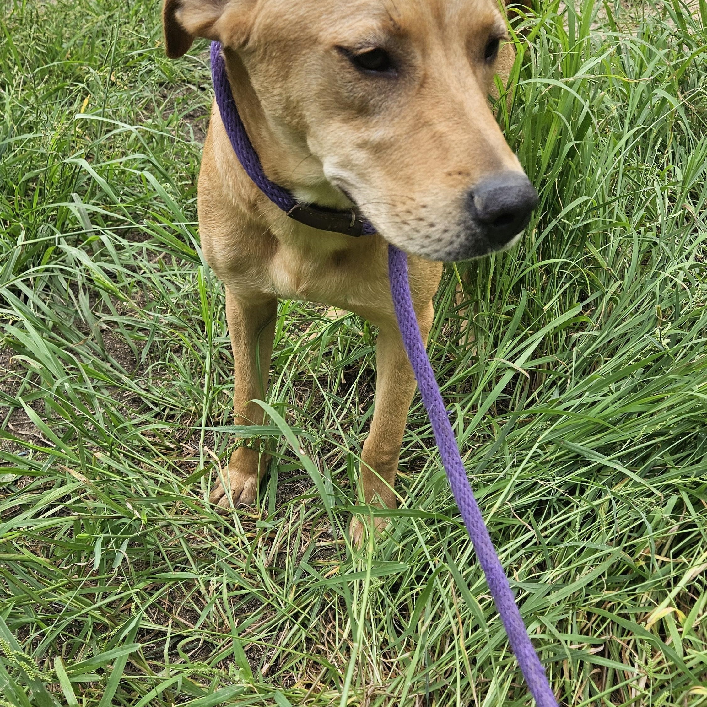 Birch-CO, Adoptable, Young Male Yellow Labrador Retriever.