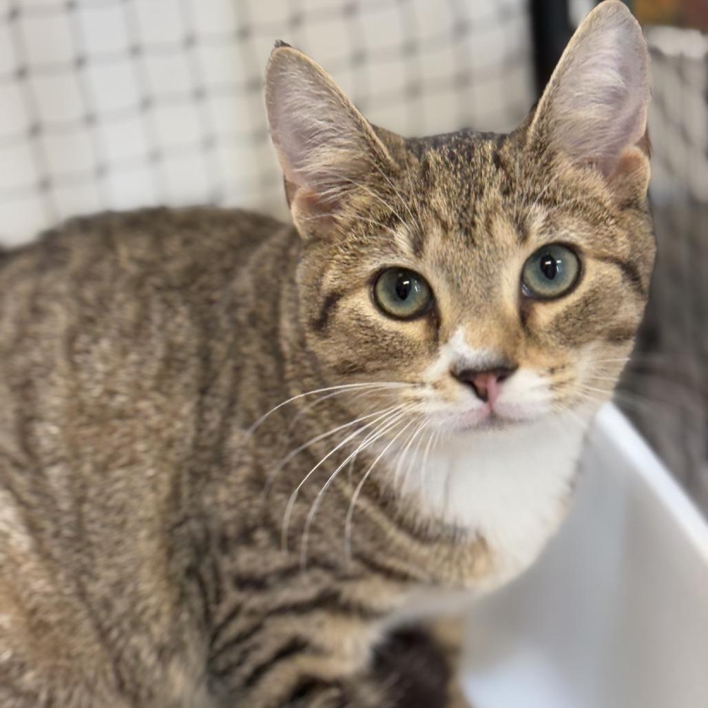 Enlarge Crackle, a Adoptable Domestic Short Hair in Ridgely, MD image 1/5