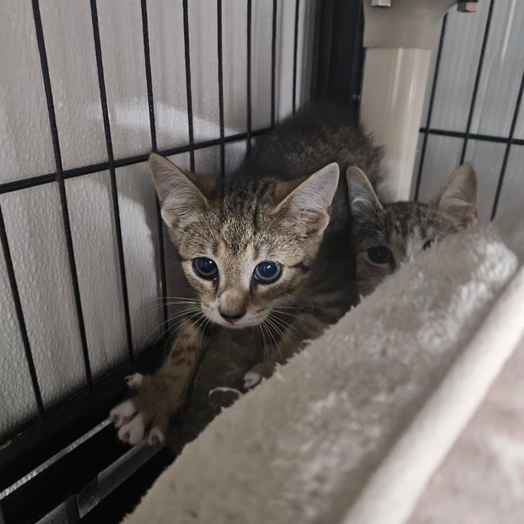 Crackle, Adoptable, Kitten Female Domestic Short Hair.
