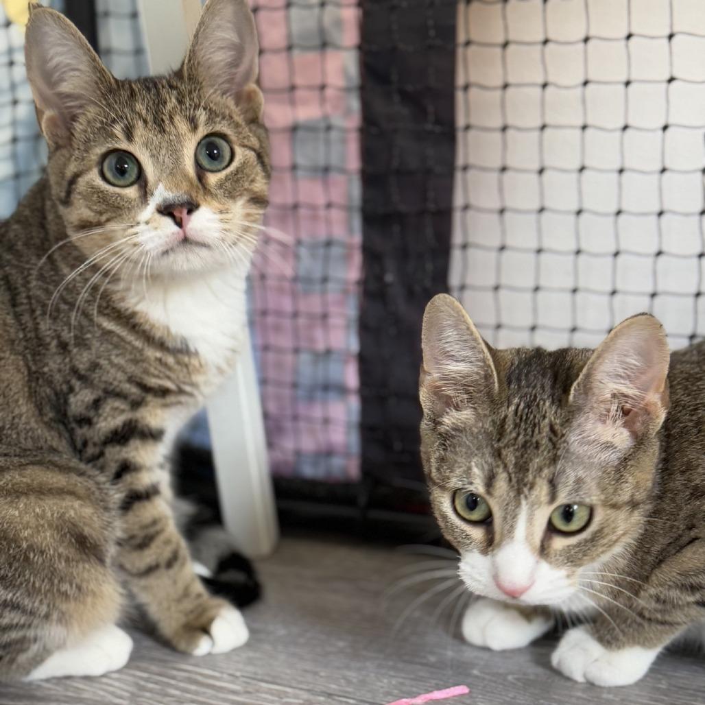 Enlarge Crackle, a Adoptable Domestic Short Hair in Ridgely, MD image 3/5