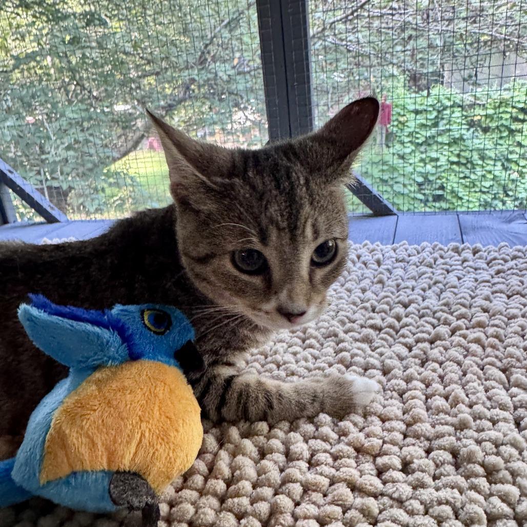 Enlarge Crackle, a Adoptable Domestic Short Hair in Ridgely, MD image 4/5