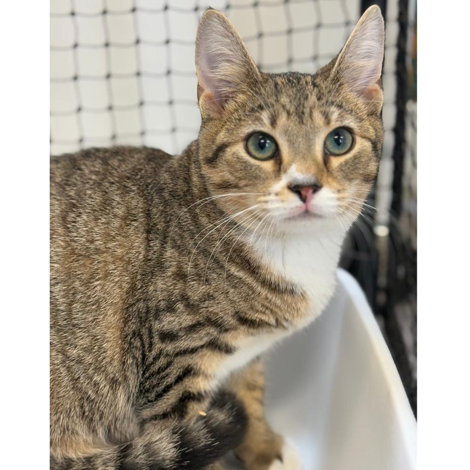 Enlarge Crackle, a Adoptable Domestic Short Hair in Ridgely, MD image 5/5