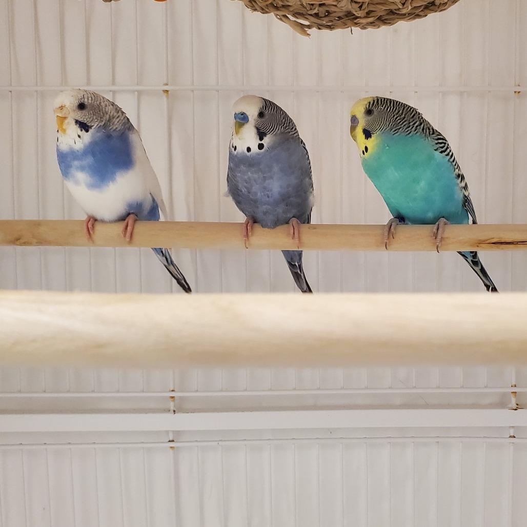 Moonlight, Adoptable, Young Male Parakeet (Other).