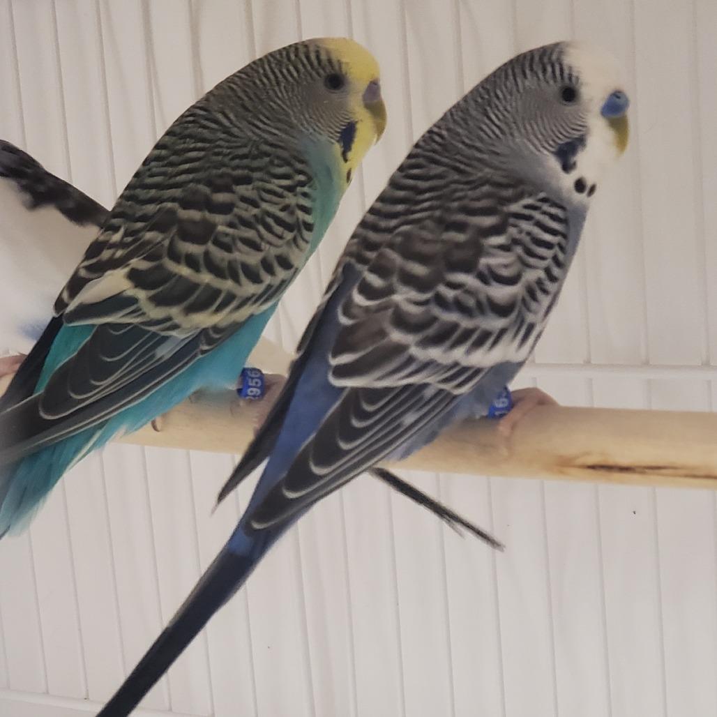 Enlarge Moonlight, a Adoptable Parakeet (Other) in Novelty, OH image 2/2