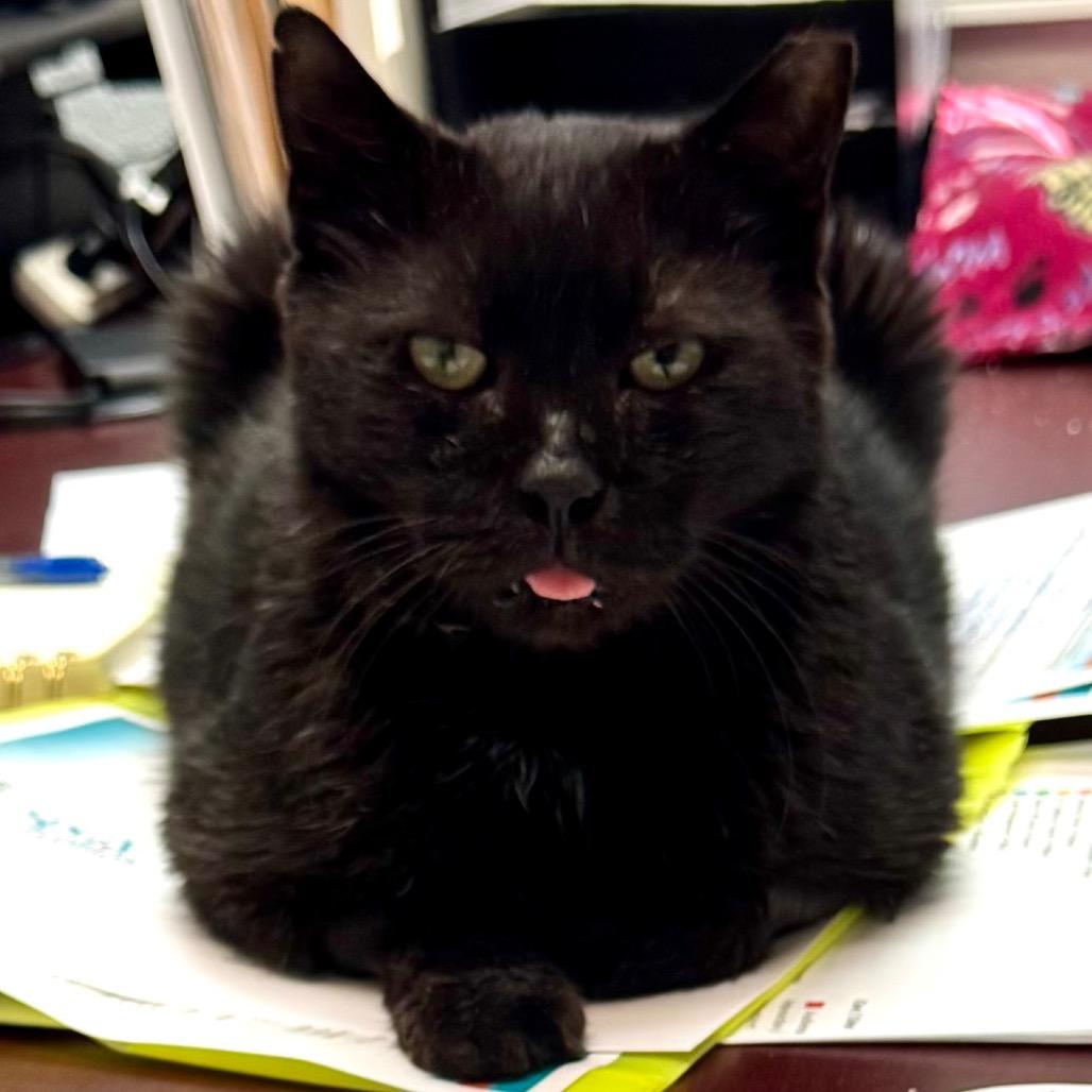 Kitty Kitty, Adoptable, Senior Male Domestic Short Hair.