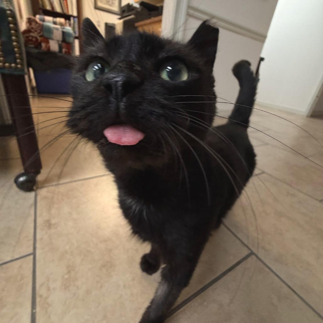 Kitty Kitty, a Adoptable Domestic Short Hair in Lakeland, FL image 2/6