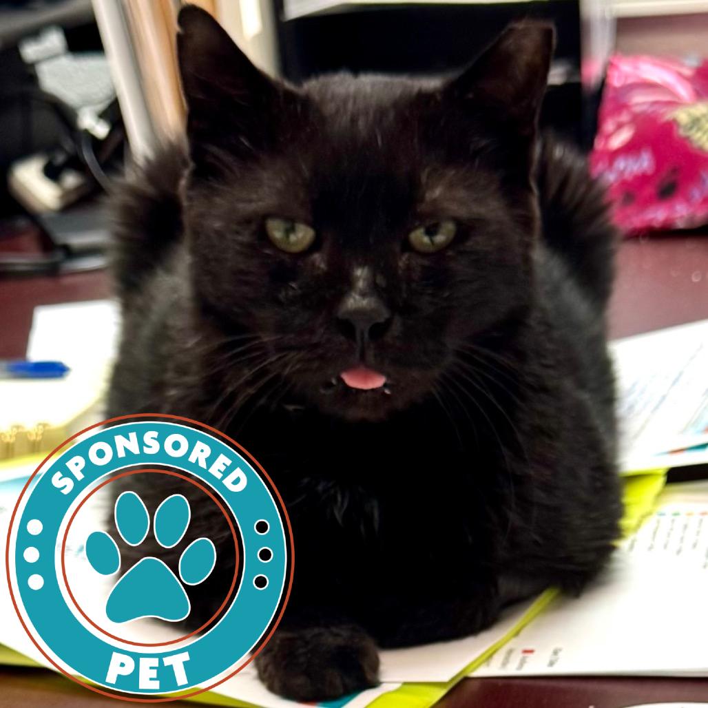 Kitty Kitty, a Adoptable Domestic Short Hair in Lakeland, FL image 5/6