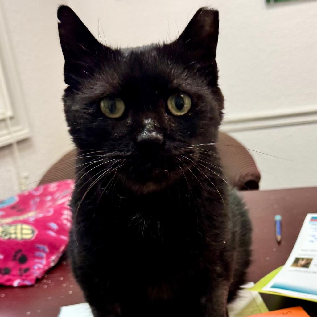 Kitty Kitty, a Adoptable Domestic Short Hair in Lakeland, FL image 6/6