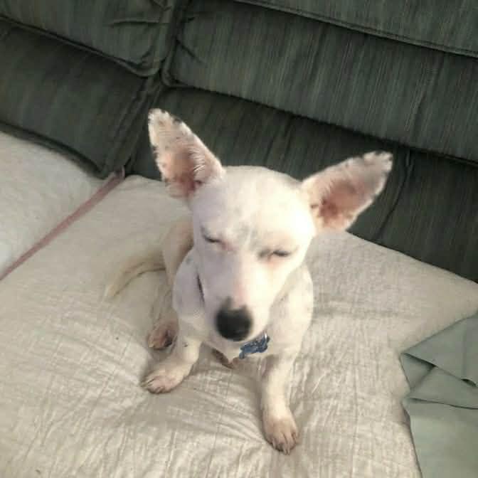 Enlarge Kimmie, a ADOPTABLE mixed breed in Boulder, CO image 3/3