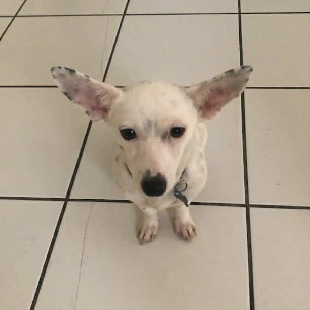 Enlarge Kimmie, a ADOPTABLE mixed breed in Boulder, CO image 1/3