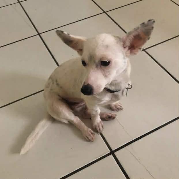 Enlarge Kimmie, a ADOPTABLE mixed breed in Boulder, CO image 2/3