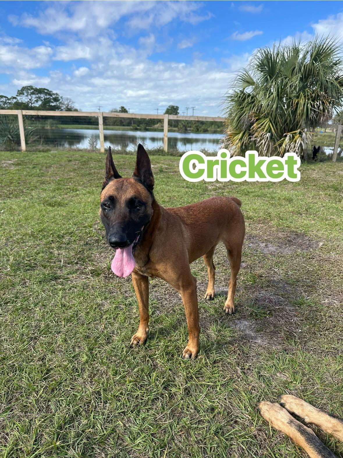 Cricket, a Adopted Belgian Shepherd / Malinois in Port Saint Lucie, FL image 1/3