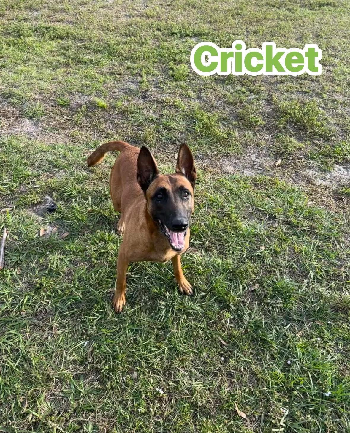 Cricket, a Adopted Belgian Shepherd / Malinois in Port Saint Lucie, FL image 2/3