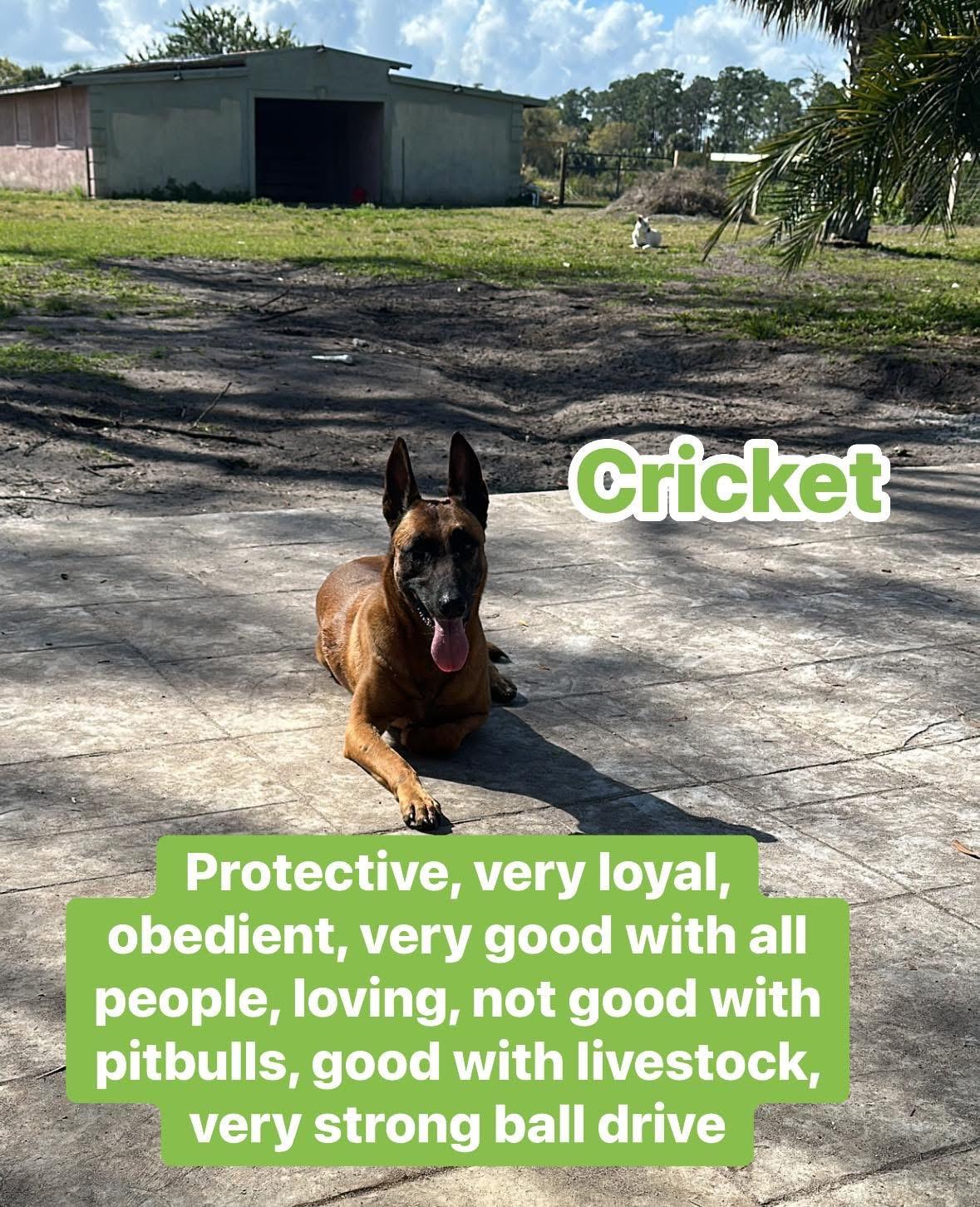 Cricket, a Adopted Belgian Shepherd / Malinois in Port Saint Lucie, FL image 3/3