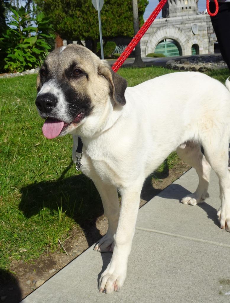 25Uno- POB, ADOPTABLE, Young Male Anatolian Shepherd.
