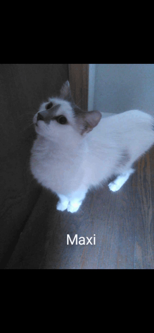 Maxi- loving 