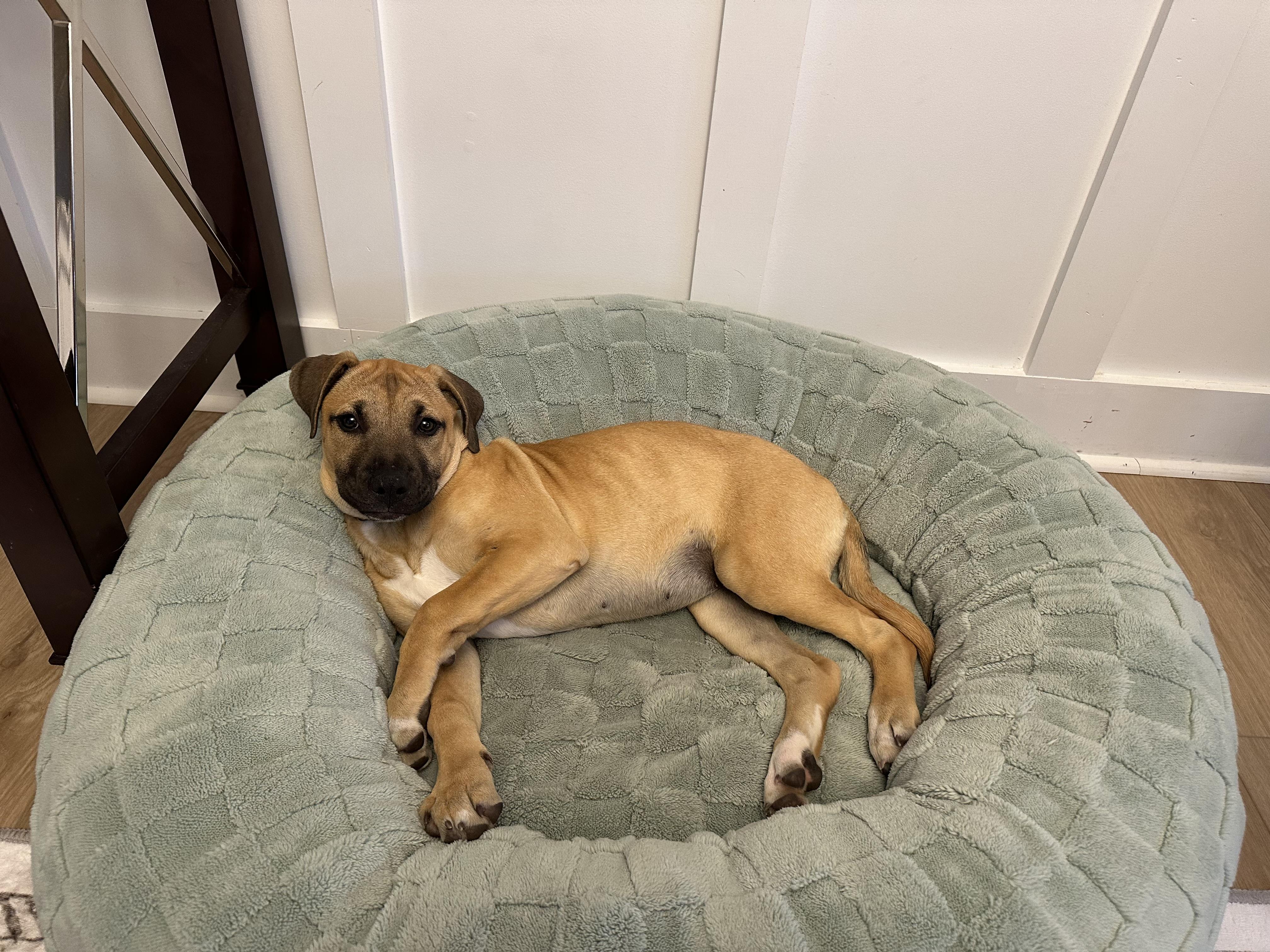 Enlarge Honey , a ADOPTABLE mixed breed in Waxhaw, NC image 5/6