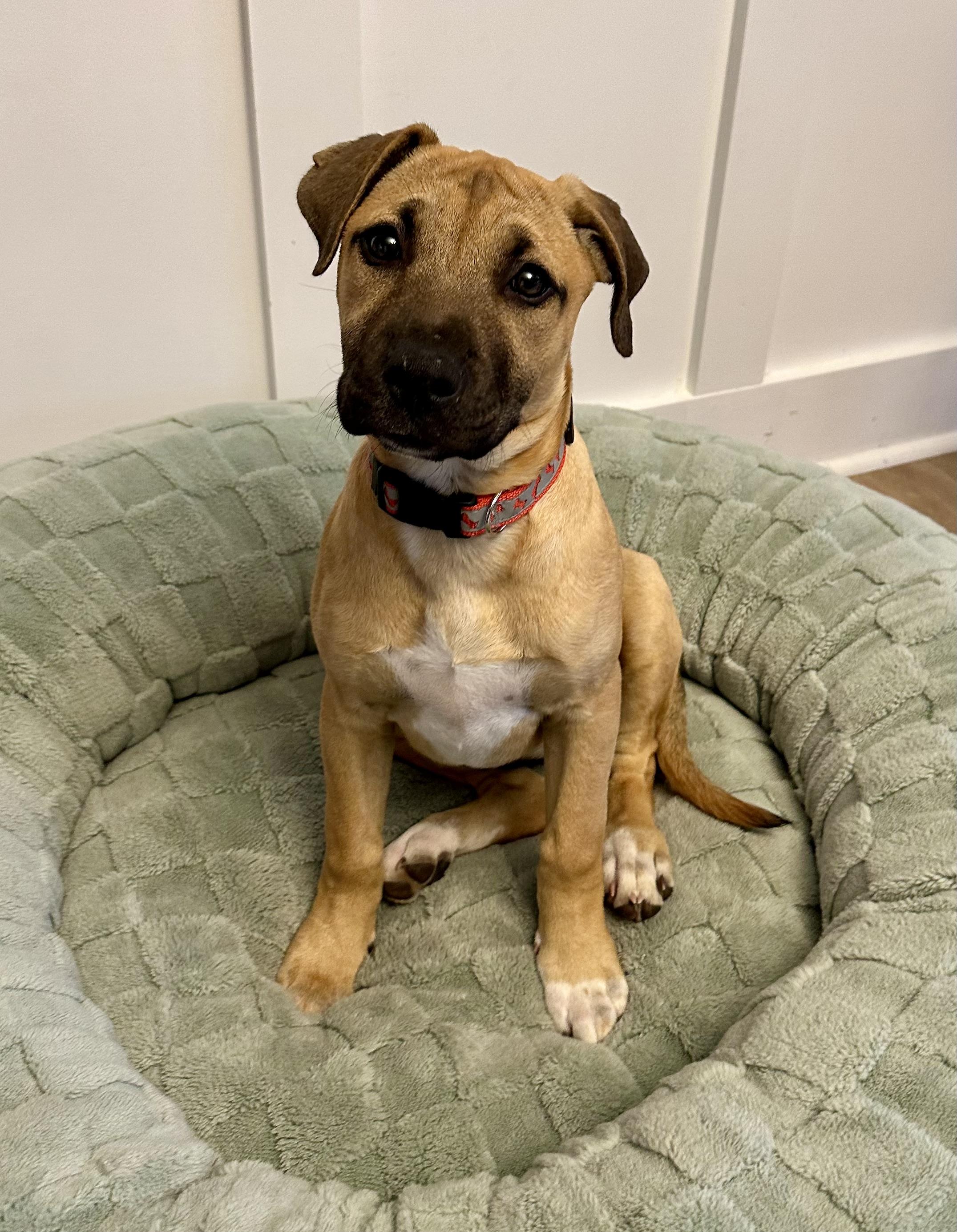 Enlarge Honey , a ADOPTABLE mixed breed in Waxhaw, NC image 1/6