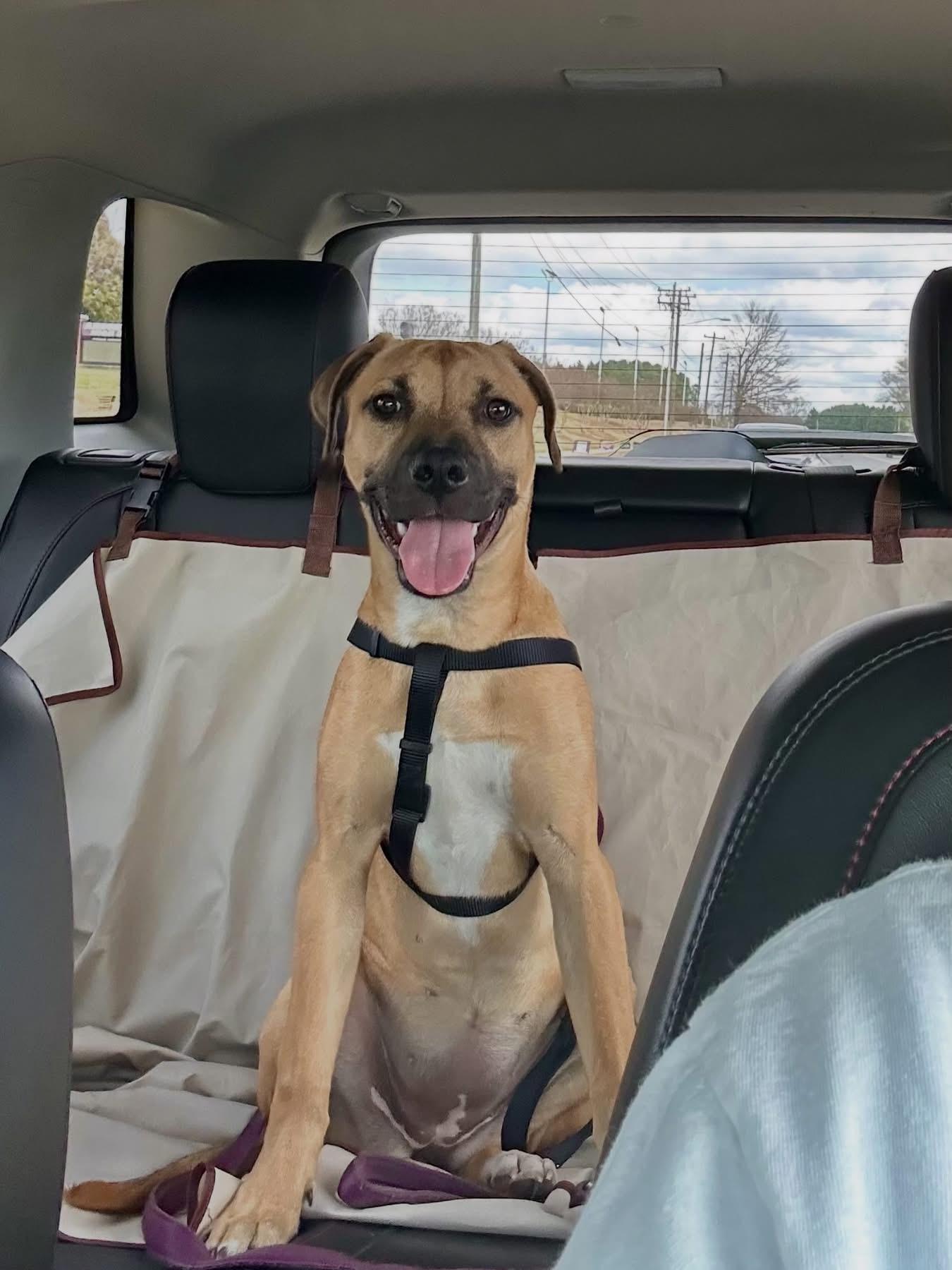 Enlarge Honey , a ADOPTABLE mixed breed in Waxhaw, NC image 4/4