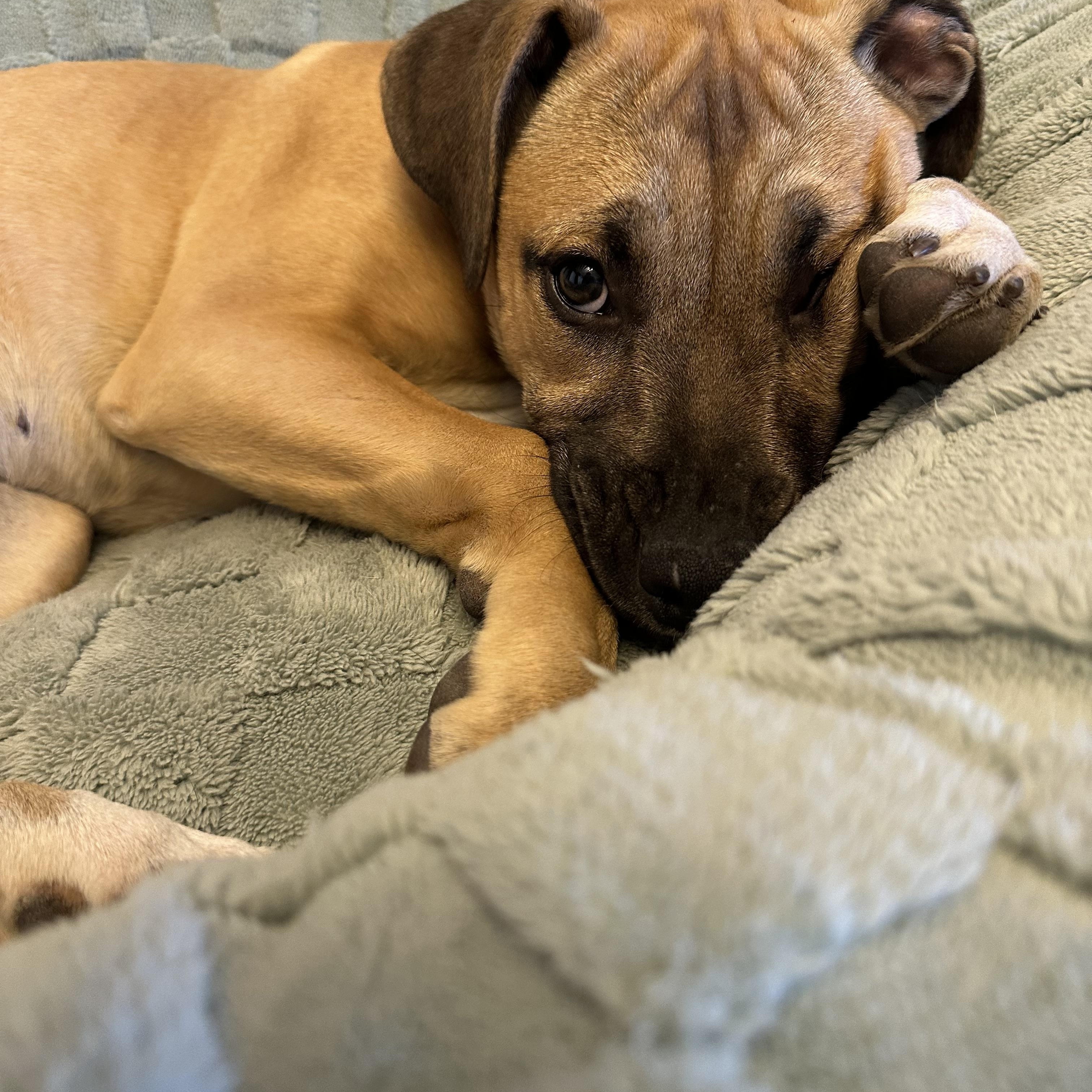 Enlarge Honey , a ADOPTABLE mixed breed in Waxhaw, NC image 6/6