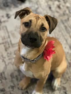 Enlarge Honey , a ADOPTABLE mixed breed in Waxhaw, NC image 1/5