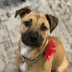 Enlarge Honey , a ADOPTABLE mixed breed in Waxhaw, NC image 1/4