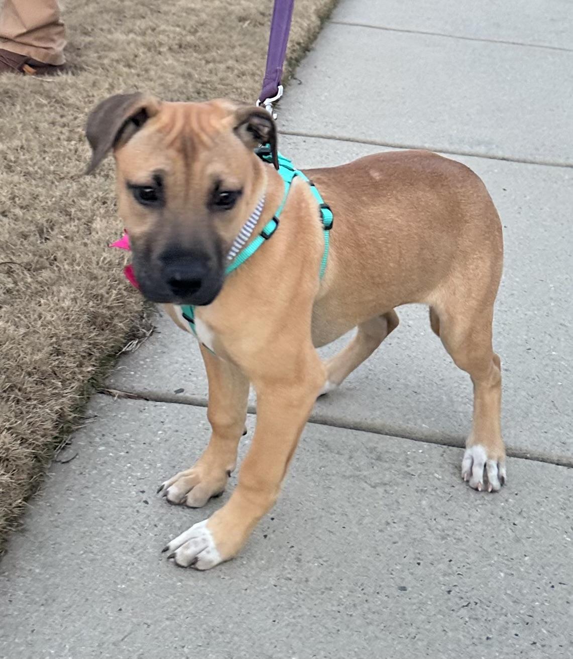 Enlarge Honey , a ADOPTABLE mixed breed in Waxhaw, NC image 2/6