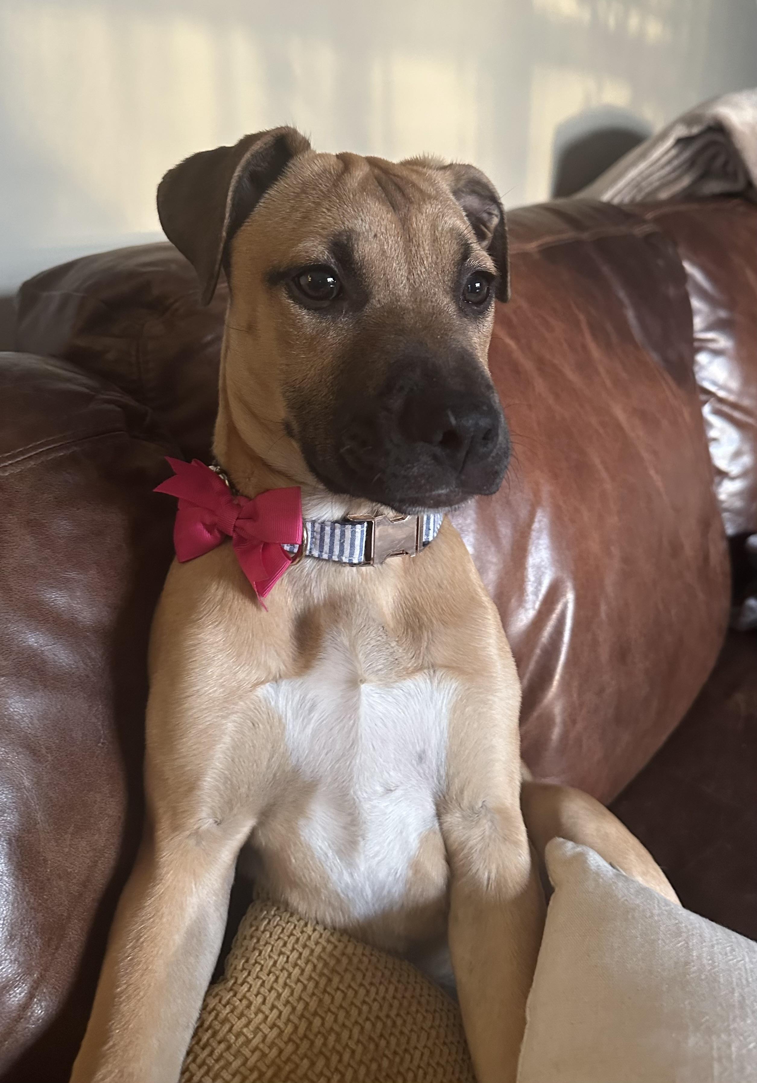 Enlarge Honey , a ADOPTABLE mixed breed in Waxhaw, NC image 3/6