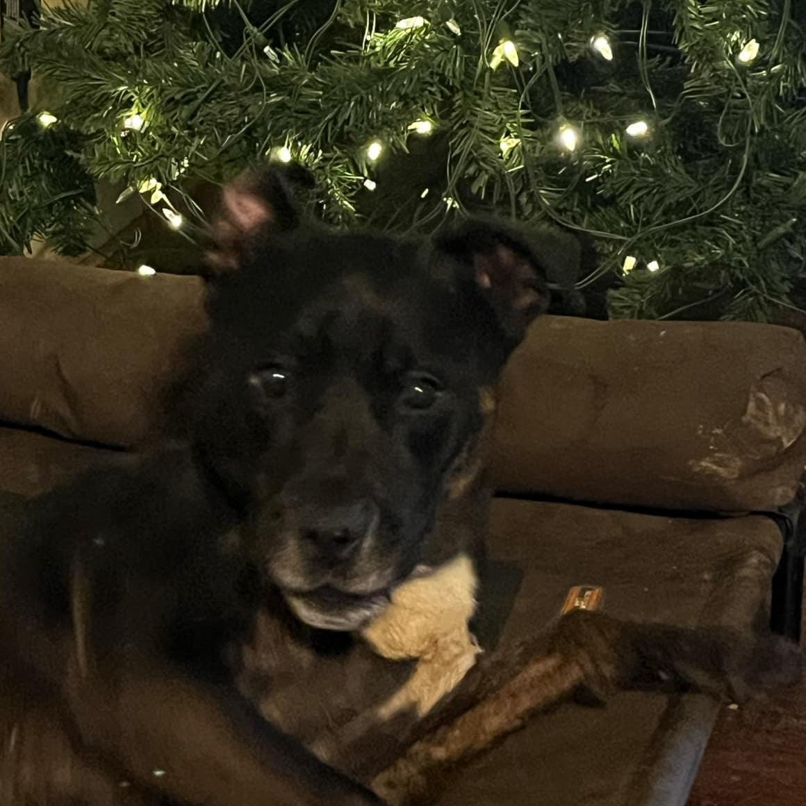 Kane, an adoptable American Staffordshire Terrier, Labrador Retriever in Campton, NH, 03223 | Photo Image 2