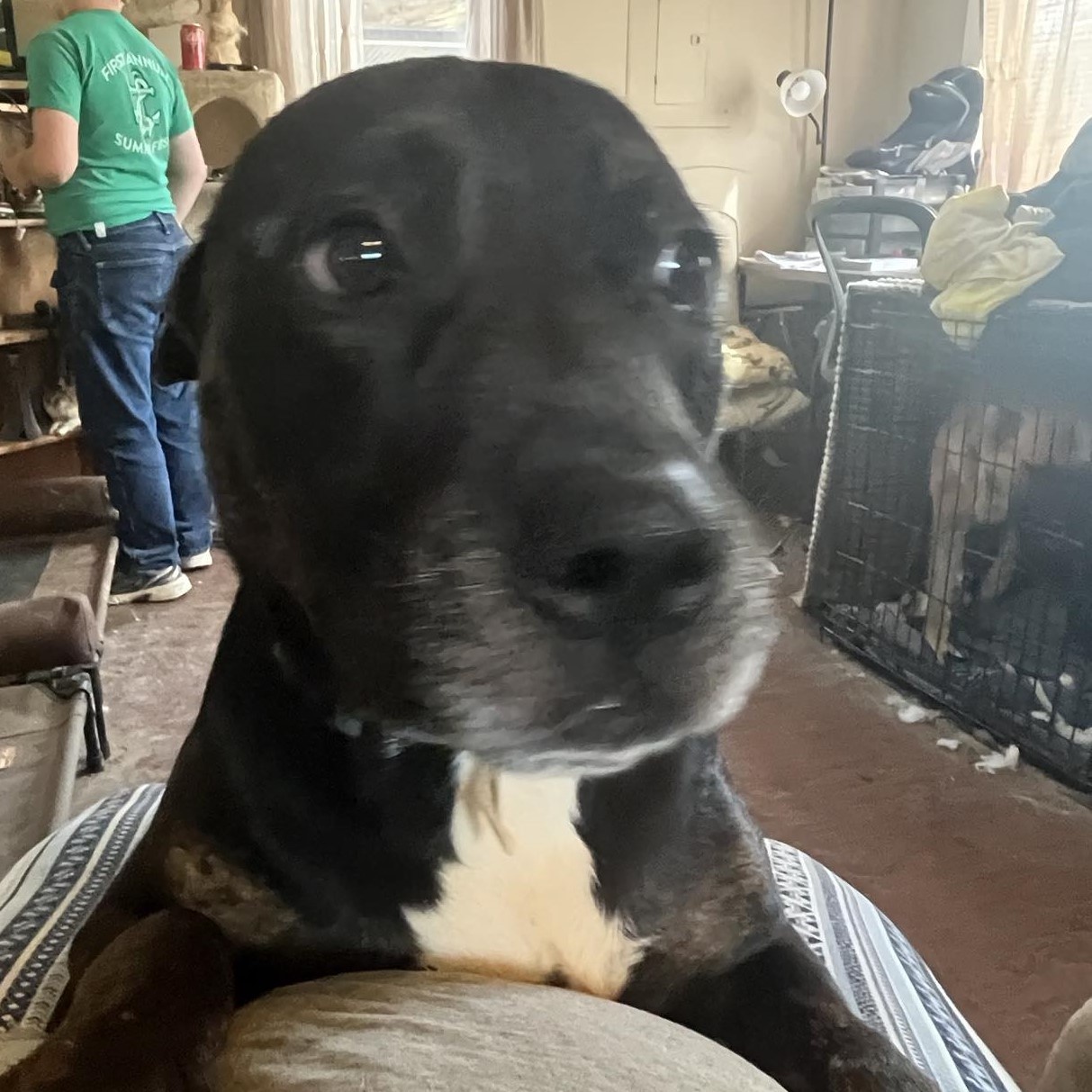 Kane, an adoptable American Staffordshire Terrier, Labrador Retriever in Campton, NH, 03223 | Photo Image 5