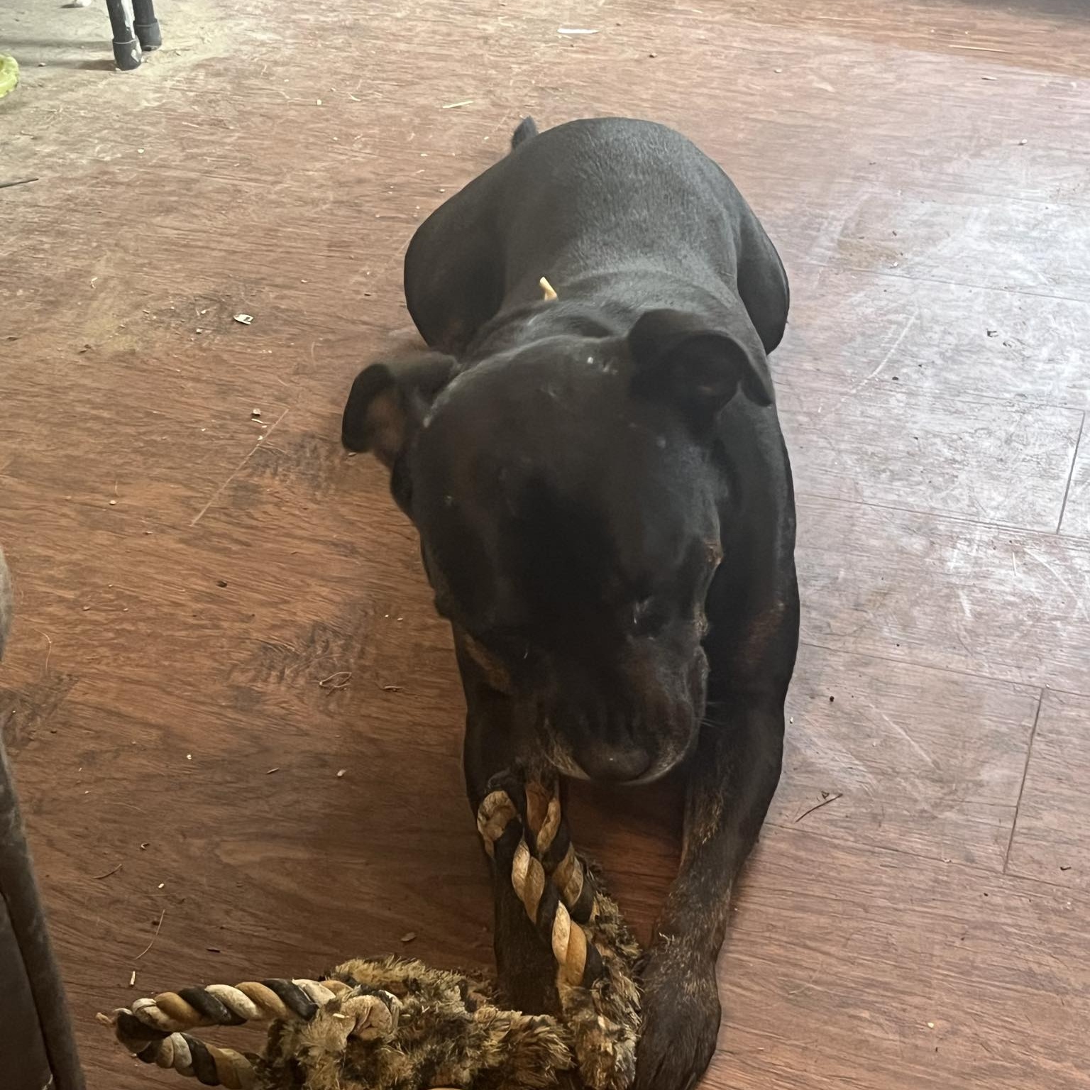 Kane, an adoptable American Staffordshire Terrier, Labrador Retriever in Campton, NH, 03223 | Photo Image 3