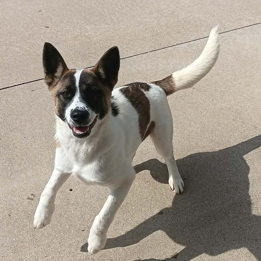 Enlarge JUNIPER, a Adoptable mixed breed in Carmel, IN image 2/3