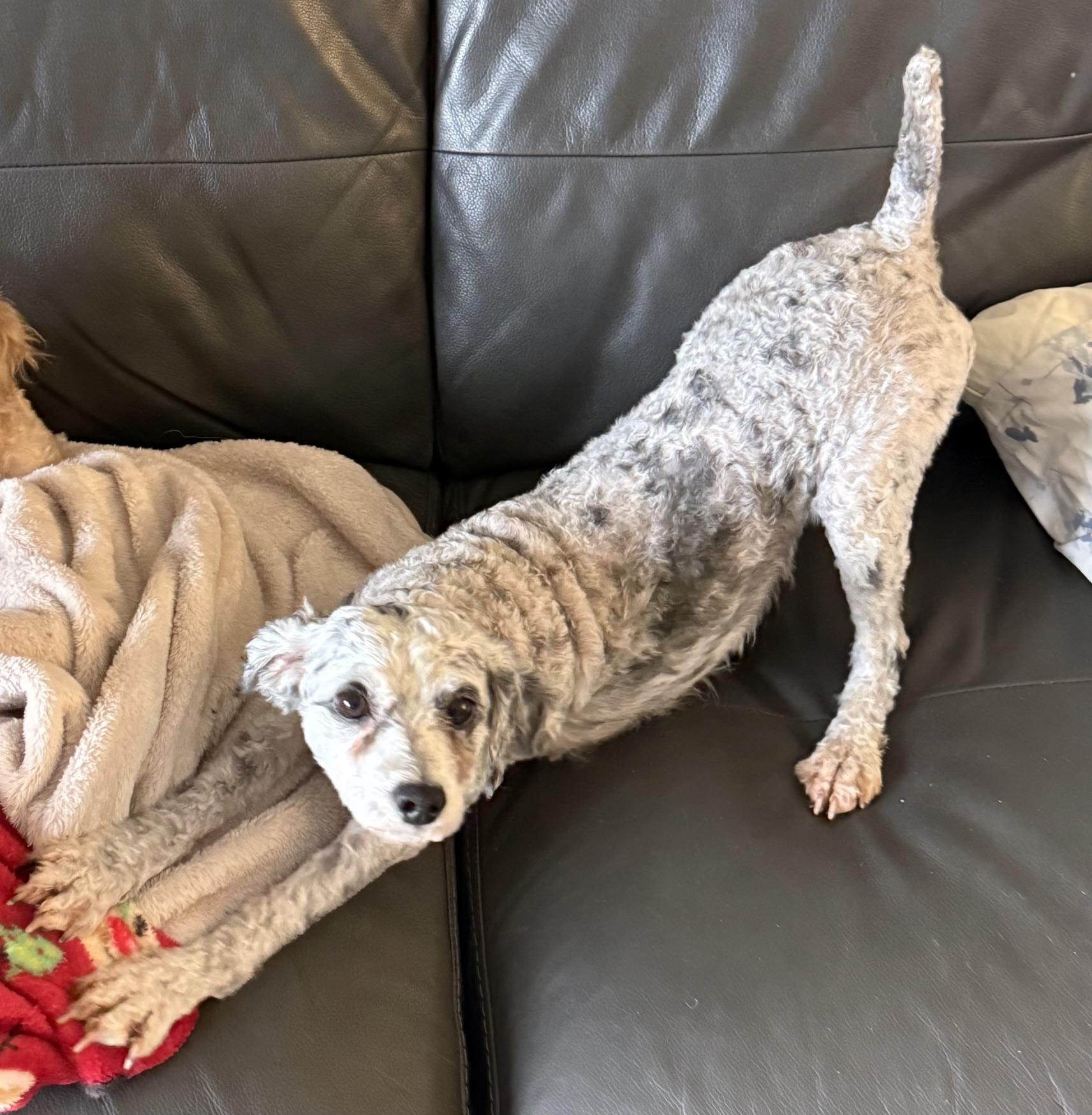 Enlarge Sadie, a Adoptable Poodle in Orlando, FL image 2/3