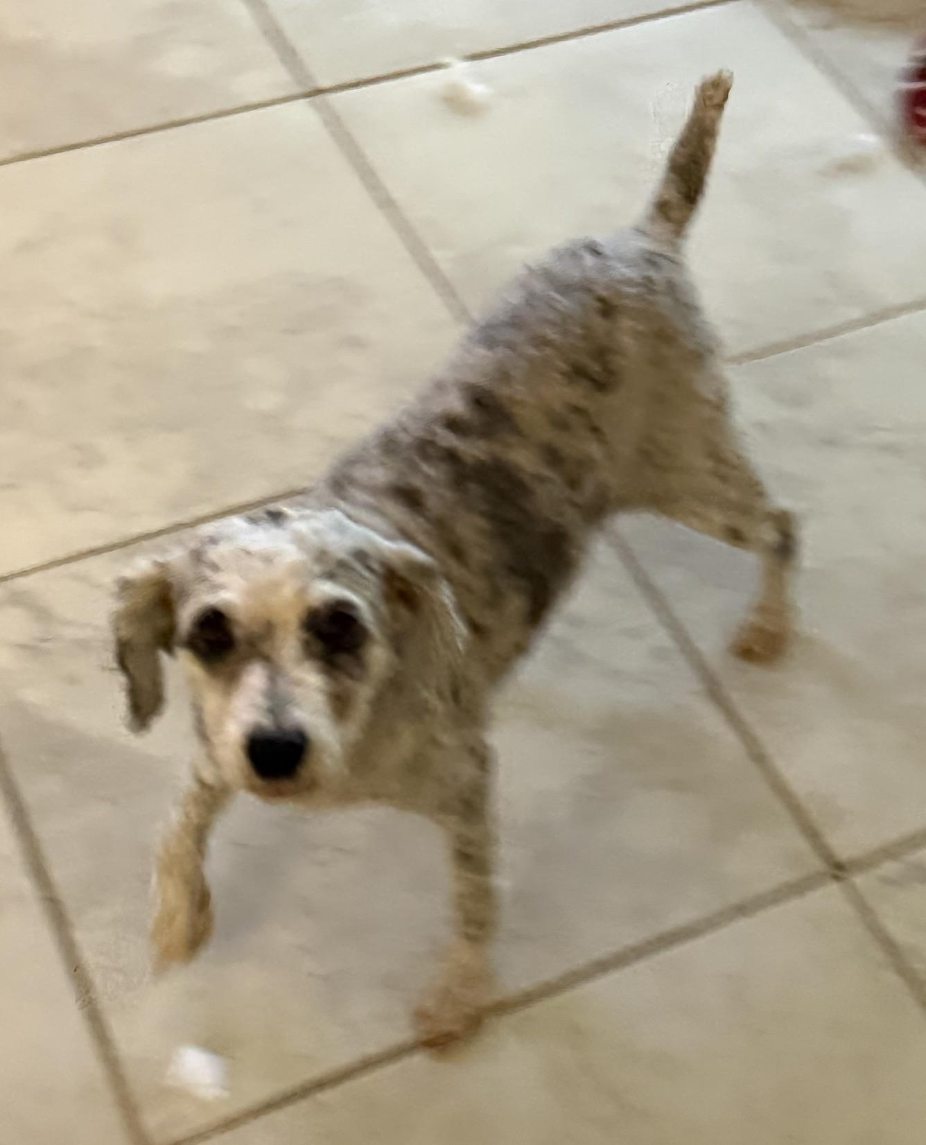 Enlarge Sadie, a Adoptable Poodle in Orlando, FL image 3/3