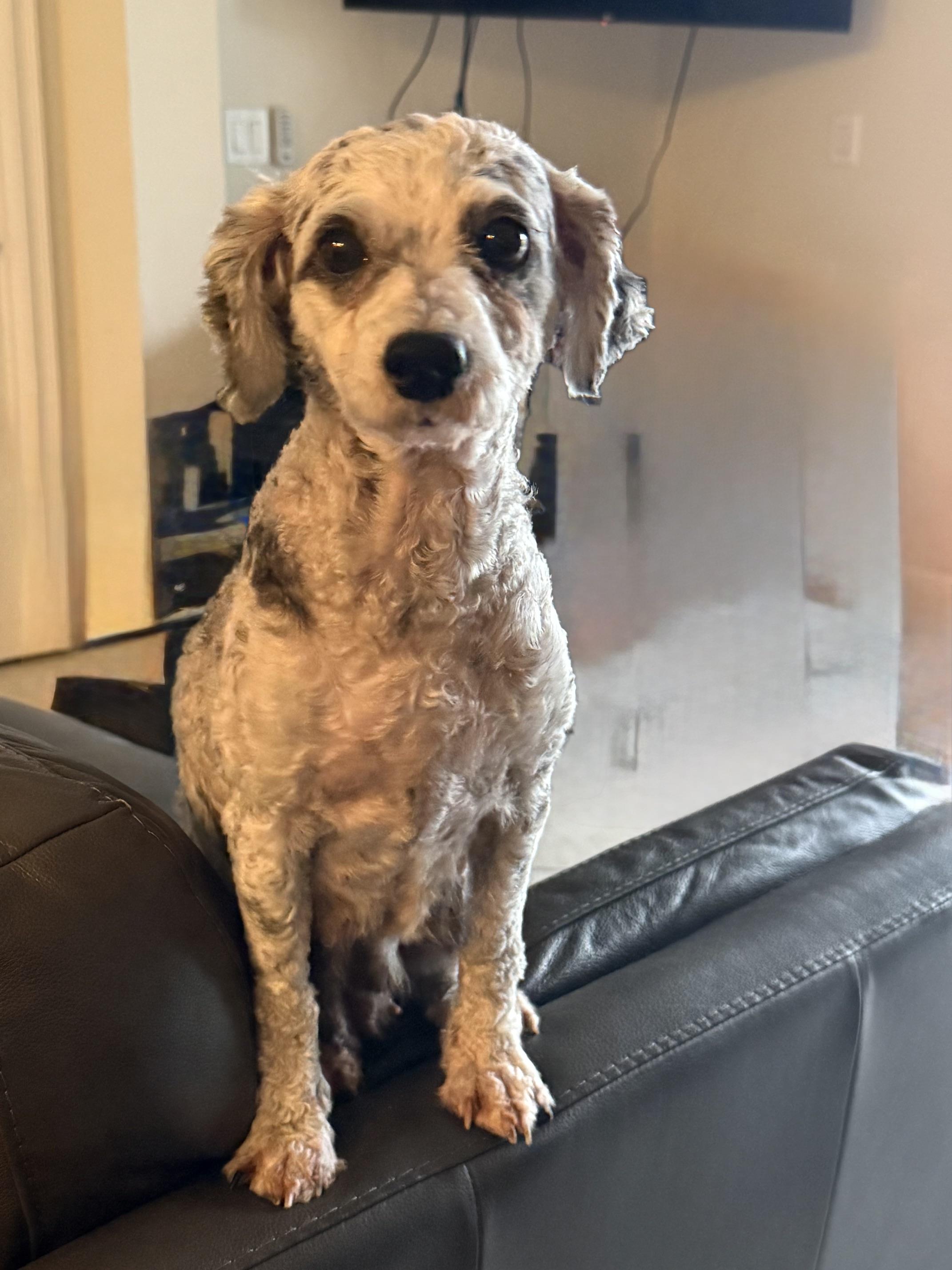 Sadie, Adoptable, Adult Female Poodle.