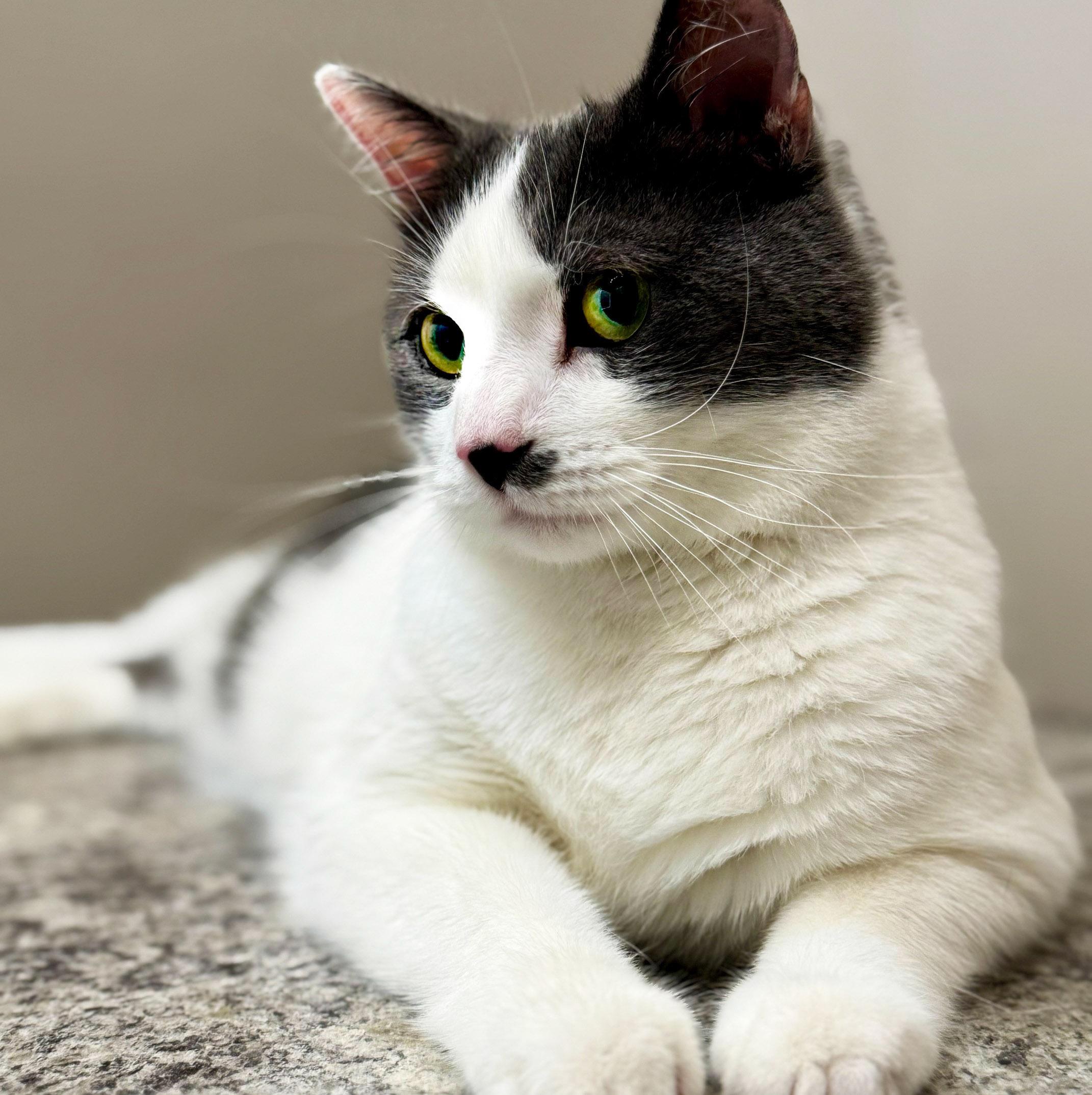 Enlarge Romeo, an adoptable Domestic Short Hair in Chicago, IL image 5/6
