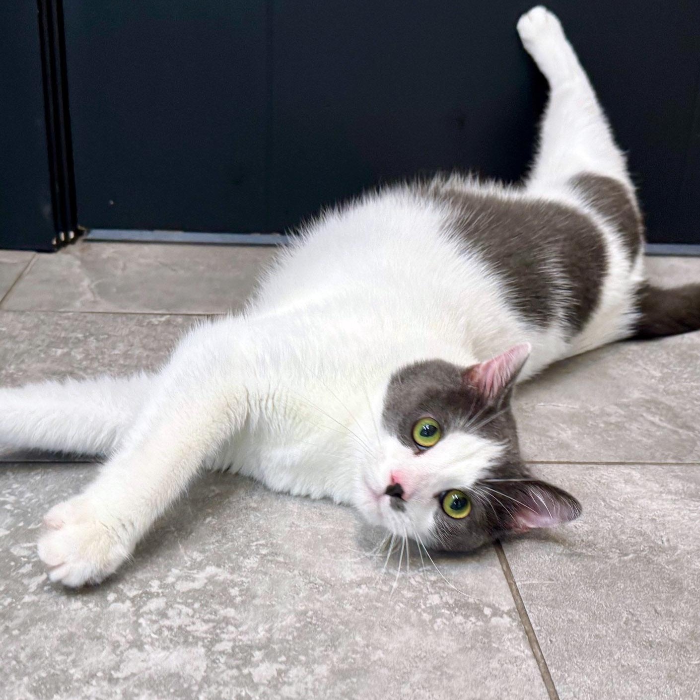 Enlarge Romeo, an adoptable Domestic Short Hair in Chicago, IL image 2/6