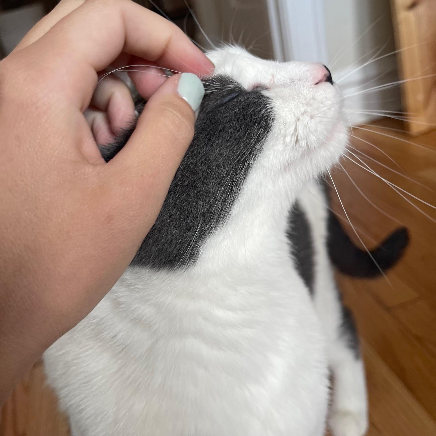 Enlarge Romeo, an adoptable Domestic Short Hair in Chicago, IL image 4/6