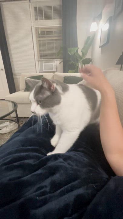 Enlarge Romeo, an adoptable Domestic Short Hair in Chicago, IL video 6/6