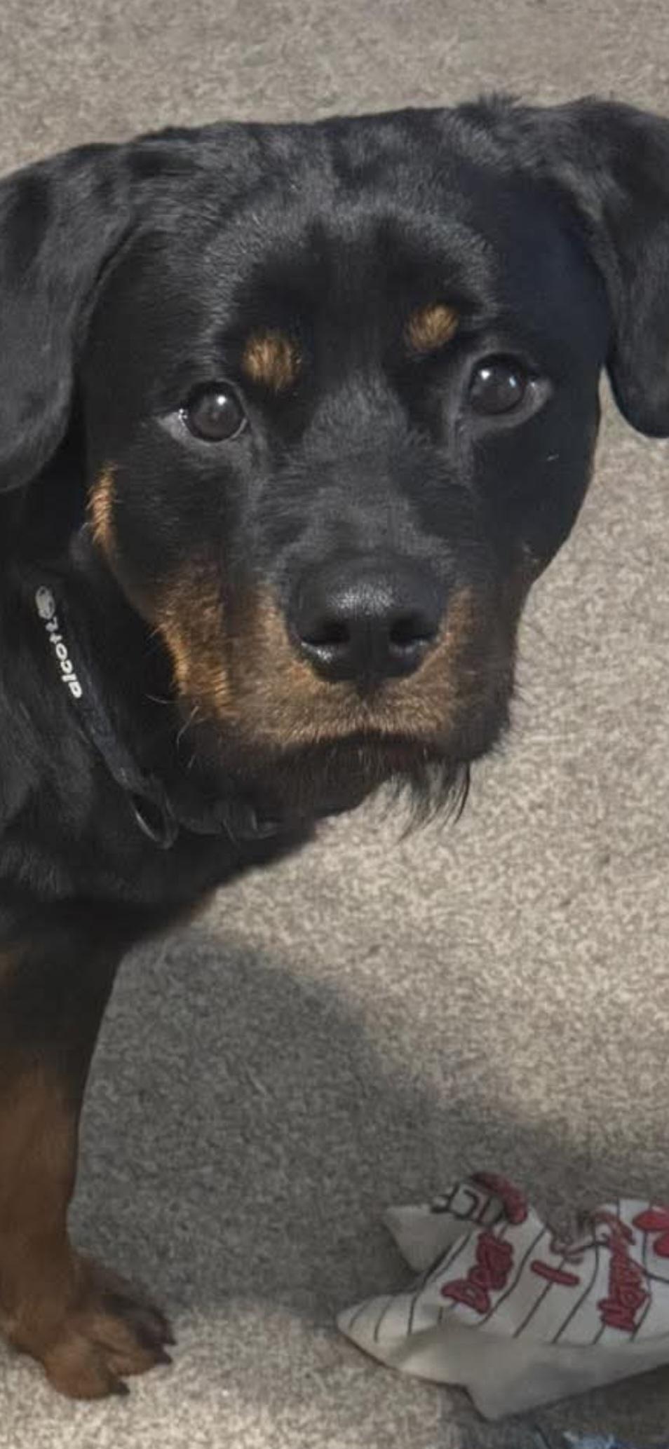 Enlarge Onyx, an adopted Rottweiler in Davison, MI image 1/4