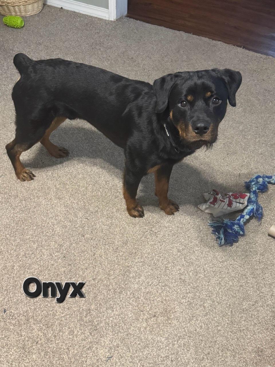 Enlarge Onyx, an adopted Rottweiler in Davison, MI image 4/4