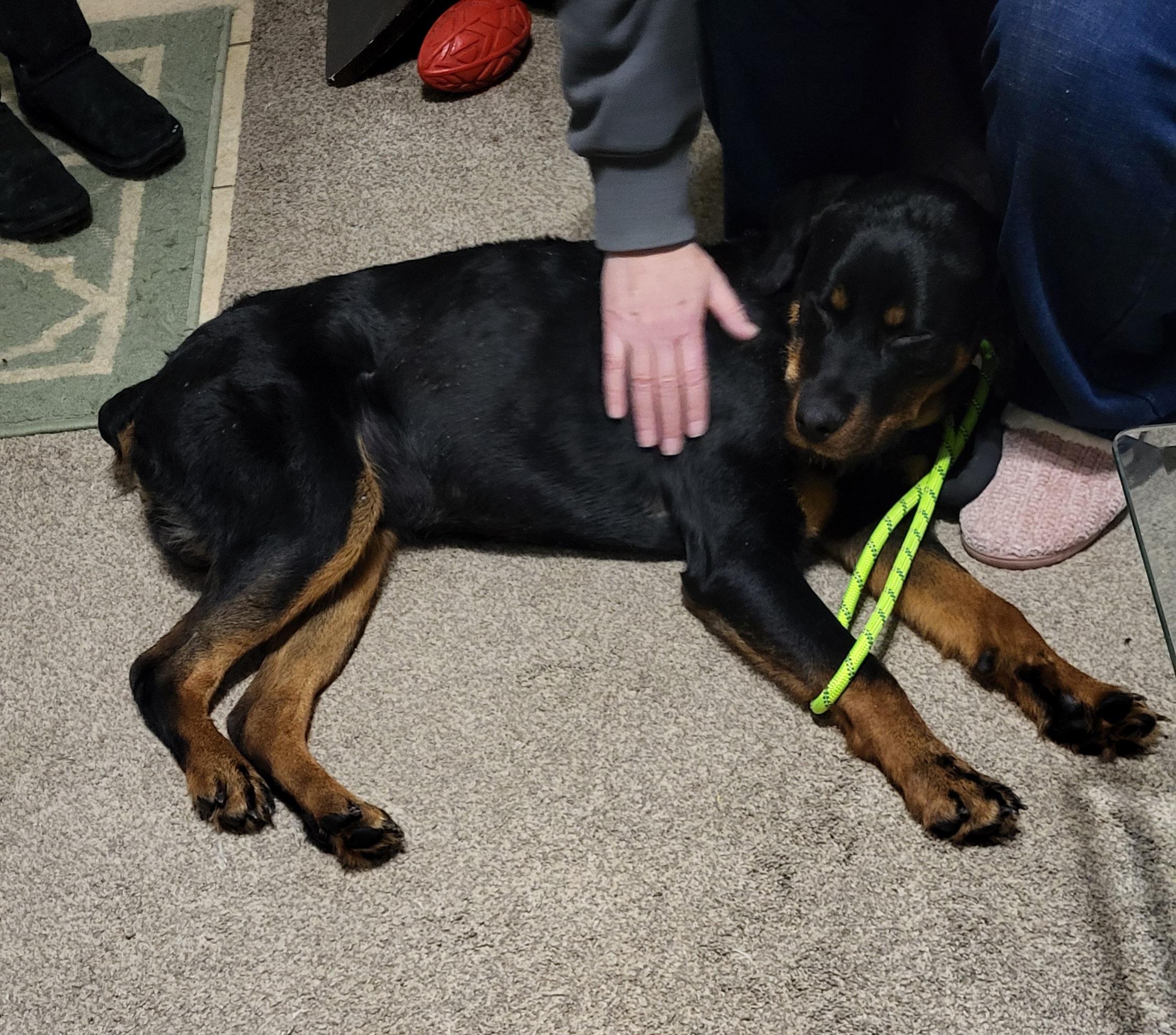 Enlarge Onyx, an adopted Rottweiler in Davison, MI image 2/4