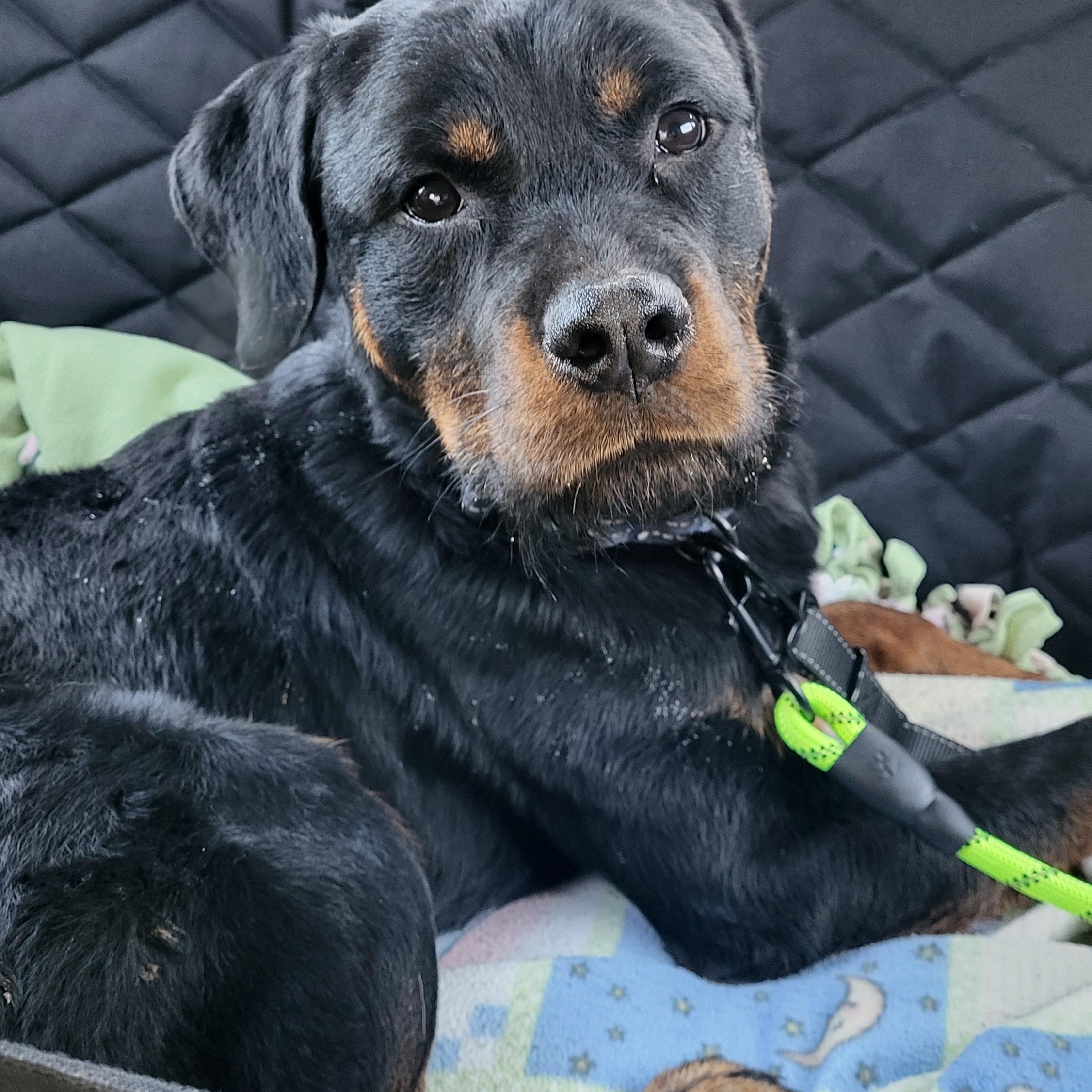 Enlarge Onyx, an adopted Rottweiler in Davison, MI image 3/4